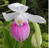 Showy Lady Slipper